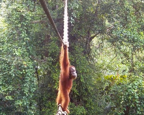 ‘Cries of delight’ as Sumatran orangutan filmed using canopy bridge to cross road for first time ‘Cries of delight’ as Sumatran orangutan filmed using canopy bridge to cross road for first time
