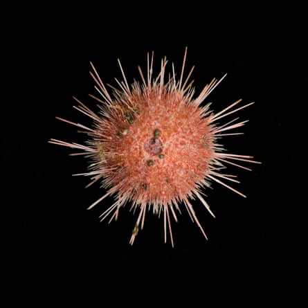 The Antarctic sea urchin, Sterechinus, found at about 300m depth at Kinnes Cove in the Antarctic Sound