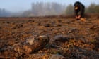 Energy prices and Ukraine war no excuse for climate inaction, say experts