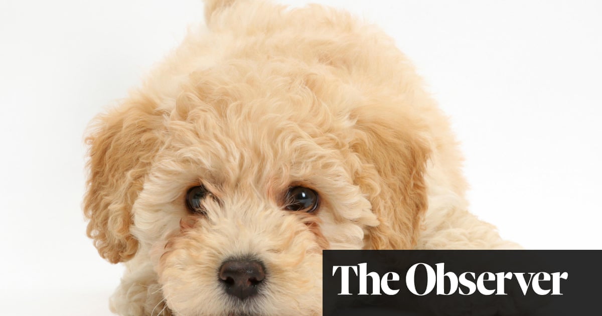 A Dog Is For Life Not Just Lockdown How To Buy A Healthy Puppy In A Pandemic Dogs The Guardian A Dog Is For Life Not Just Lockdown How To Buy A Healthy Puppy In A Pandemic Dogs The Guardian