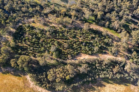 Trees on a property