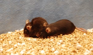 A pair of mice
