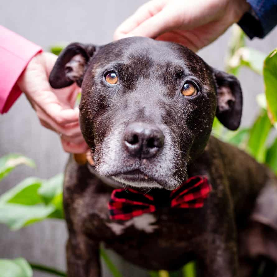 Michelle Brasier’s late dog Bruce with his bow tie collar – which she’d save from a house fire.