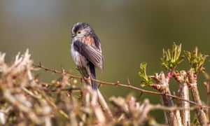 A long-tailed tit in a hedgerow