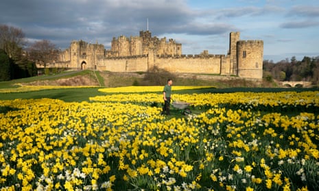 Spring weather 28th March 2019Gardner Rob Ternent, 31, pushes his wheelbarrow through a sea of daffodils at Alnwick Castle in Northumberland. PA Photo Owen Humphreys PRESS ASSOCIATION Photo. Picture date: Thursday March 28, 2019. See PA story Weather . Photo credit should read: Owen Humphreys/PA Wire