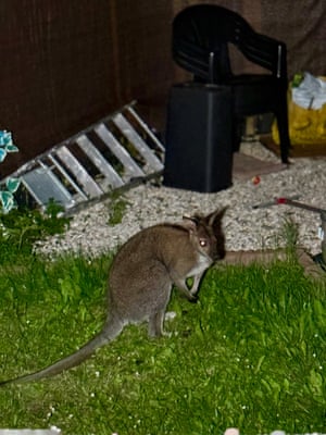 A wallaby in Wattrelos, northern France, after its escape from its Belgian enclosure along with a another wallaby that has yet to be found. Two wallabies that escaped from their Belgian enclosure in Mouscron have been causing a stir for several days now, even in the Lille conurbation on the other side of the border, where one of them was captured by French firefighters