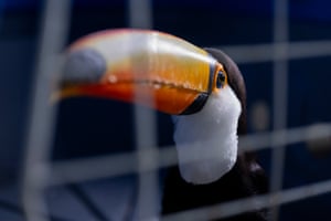 A toucan is seen inside a cage before a checkup by Brazilian veterinarians and forensic police experts in Rio de Janeiro. Brazilian police arrested 45 people and rescued hundreds of exotic animals in the biggest ever operation against wildlife traffickers in the world’s most biodiverse nation. Over a thousand officers took part in the bust across Rio de Janeiro and other states, which was the largest operation in Brazil’s history to combat the trafficking of wild animals, weapons, and ammunition,