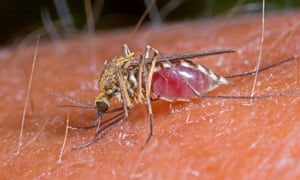 mosquito - a blood-sucking female on human arm