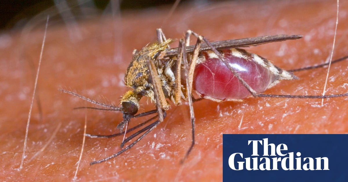 People v mosquitos: what to do about our biggest killer | Insects | The  Guardian