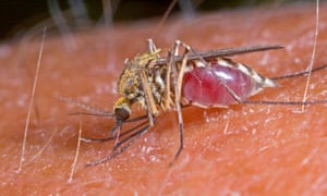 People V Mosquitos What To Do About Our Biggest Killer