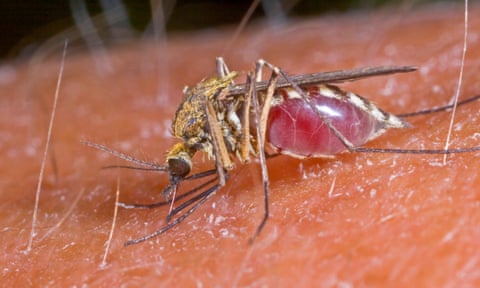 An Aedes mosquito feeding on a human arm. 