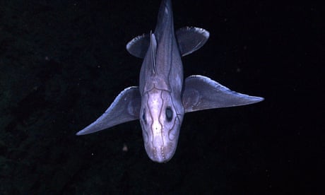 A deep-sea chimaera