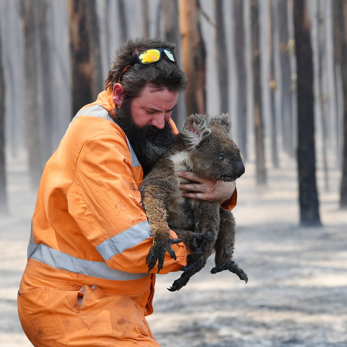 Kangaroo Island bushfires: grave fears for unique wildlife after estimated  25,000 koalas killed | Bushfires | The Guardian