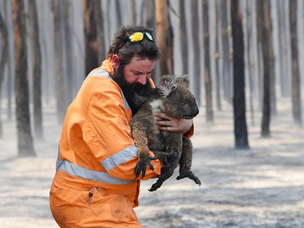 Kangaroo Island Bushfires Grave Fears For Unique Wildlife After Estimated 25 000 Koalas Killed Bushfires The Guardian