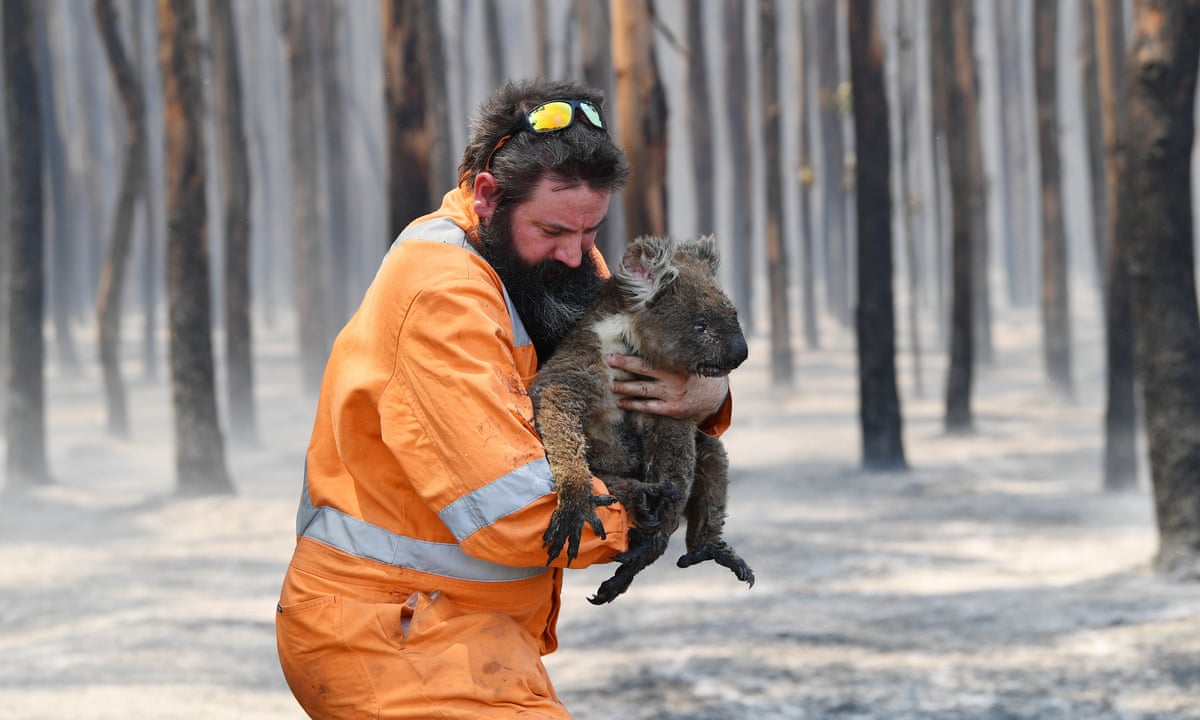 Kangaroo Island Bushfires Grave Fears For Unique Wildlife After Estimated 25 000 Koalas Killed Bushfires The Guardian
