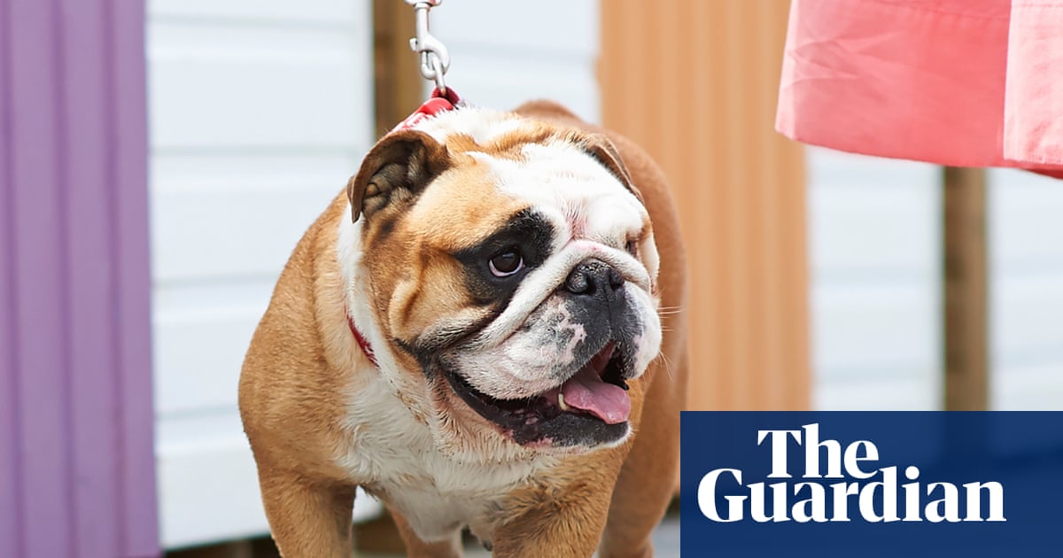 UK introduces voluntary health assessment for flat-faced dog breeds
