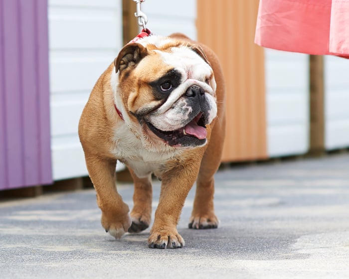 UK introduces voluntary health assessment for flat-faced dog breeds