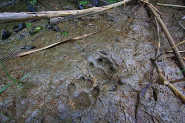 Pugmarks from the elusive fishing cat, on the banks of Chilika Lake, in Odisha, India.