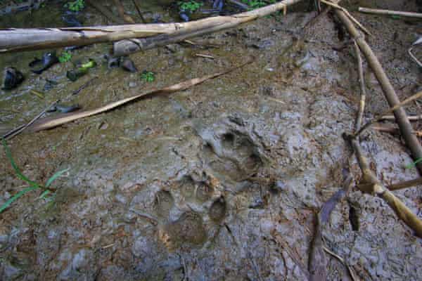 Pugmarks du chat de pêche insaisissable, sur les rives du lac Chilika, à Odisha, Inde.