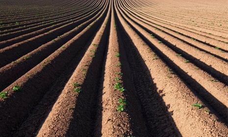 Ridge and furrow ploughed field pattern