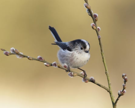 Long-tailed Tit (Aegithalos caudatus) adult, perched on Goat Willow (Salix caprea) twig with buds