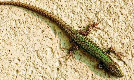 A wall lizard