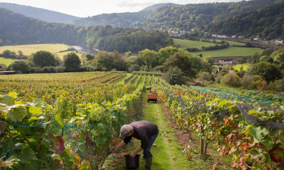 Gathering in the grape harvest at Parva Farm.