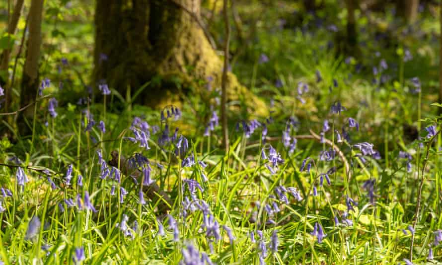 Green Castle Woods, Carmarthenshire