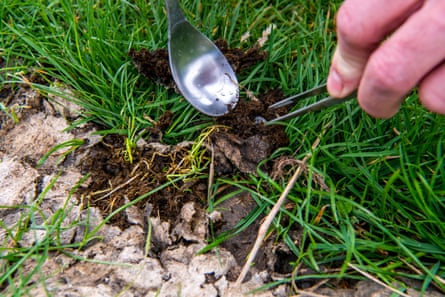 Dung beetle larvae in a cow pat.