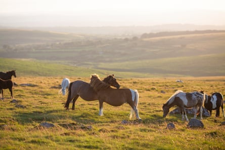 Ponies stand and graze on Hen Tor, Dartmoor.