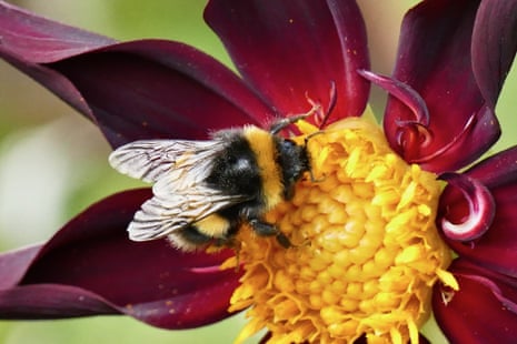 A bee collects pollen from the Dahlia flowers