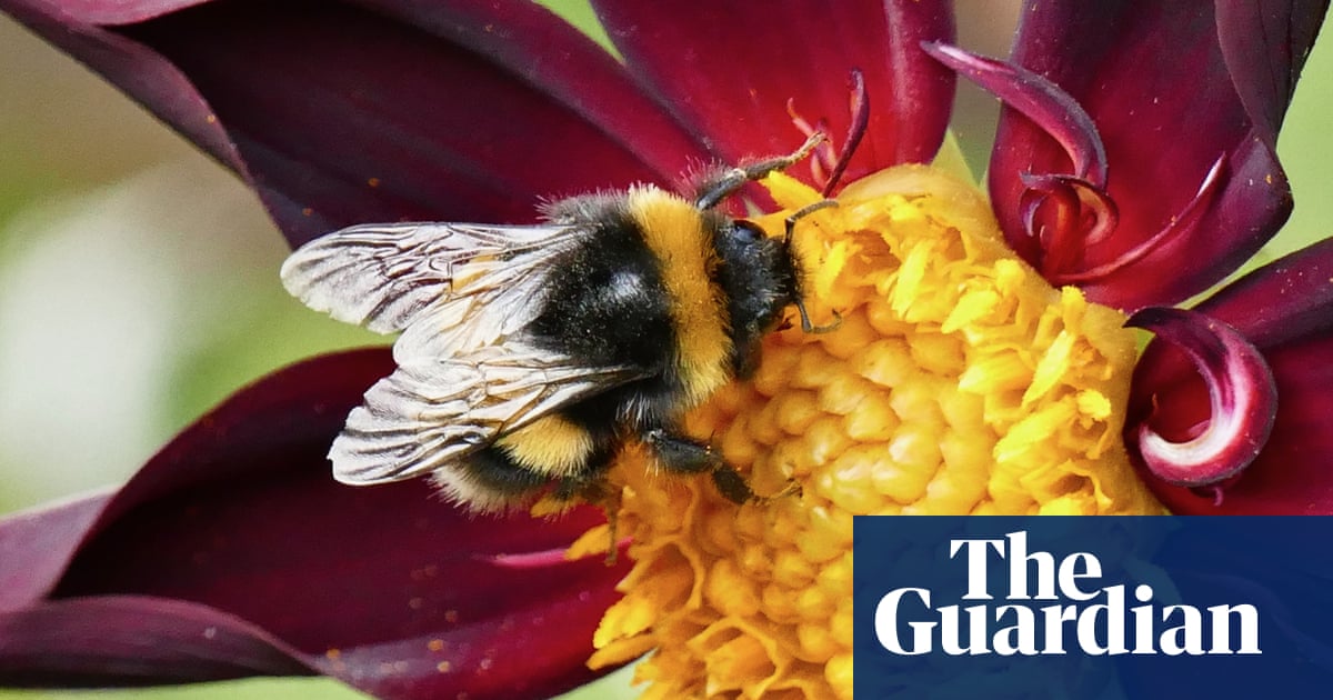 Bees ‘count’ from left to right, study finds