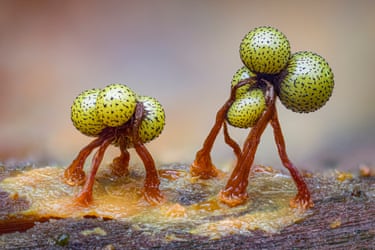 Two alien-looking creatures made up of three speckled green spheres on what look like four orange legs