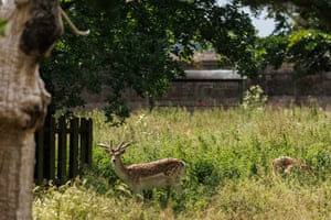 Fallow deer stand in a new large enclosure in Greenwich Park in London, UK. A new herd of eight fallow and red deer has been introduced to Greenwich Park, after a previous herd was relocated to Richmond Park in 2021, ahead of construction and renovation works. The deer’s paddock has been enlarged and improved to incorporate new access to woodland. Deer are believed to have been first introduced to Greenwich Park by Henry VIII in the 16th century, and roamed free until 1927