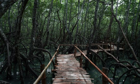 A walkway through the mangroves