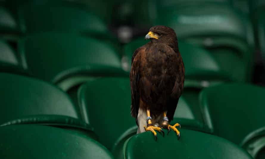 Rufus keeps an eye on Centre Court