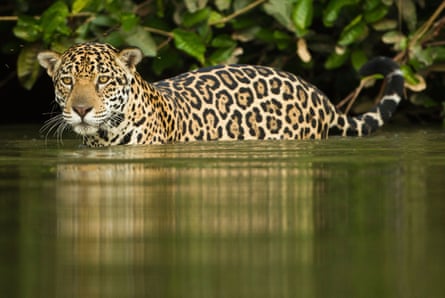 Jaguar along riverbank, Matto Grosso, Pantanal, Brazil.