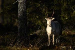 Uma rena fica em uma floresta perto de Vikajärvi, Finlândia