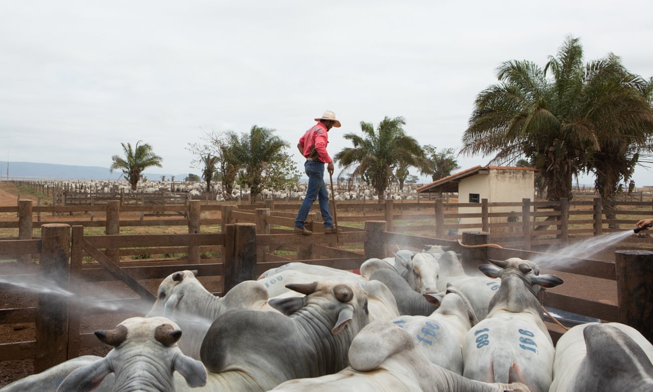 A cowboy walks in middle of the cattle in the farm. Pontes e Lacerda, Brazil, 2015