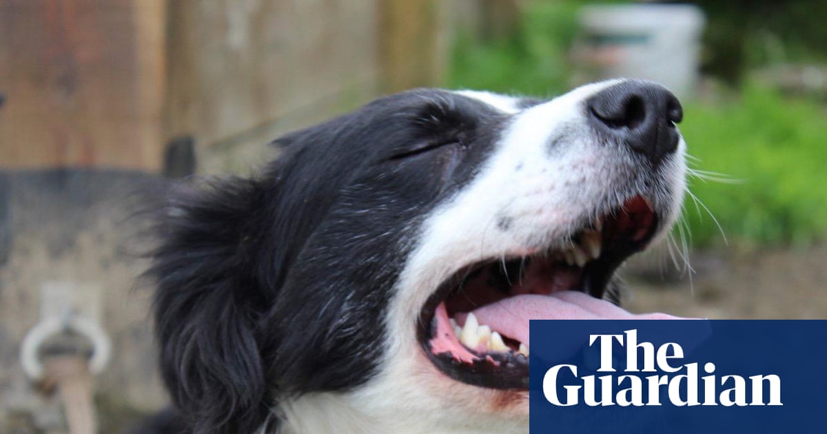 Country diary: The farm is mourning Moss, 14 years old and alert to the end | Andrea Meanwell