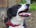 Country diary: The farm is mourning Moss, 14 years old and alert to the end | Andrea Meanwell
