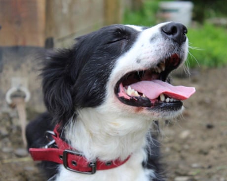 Country diary: The farm is mourning Moss, 14 years old and alert to the end | Andrea Meanwell
