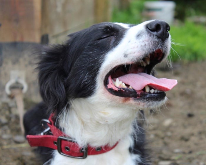Country diary: The farm is mourning Moss, 14 years old and alert to the end | Andrea Meanwell