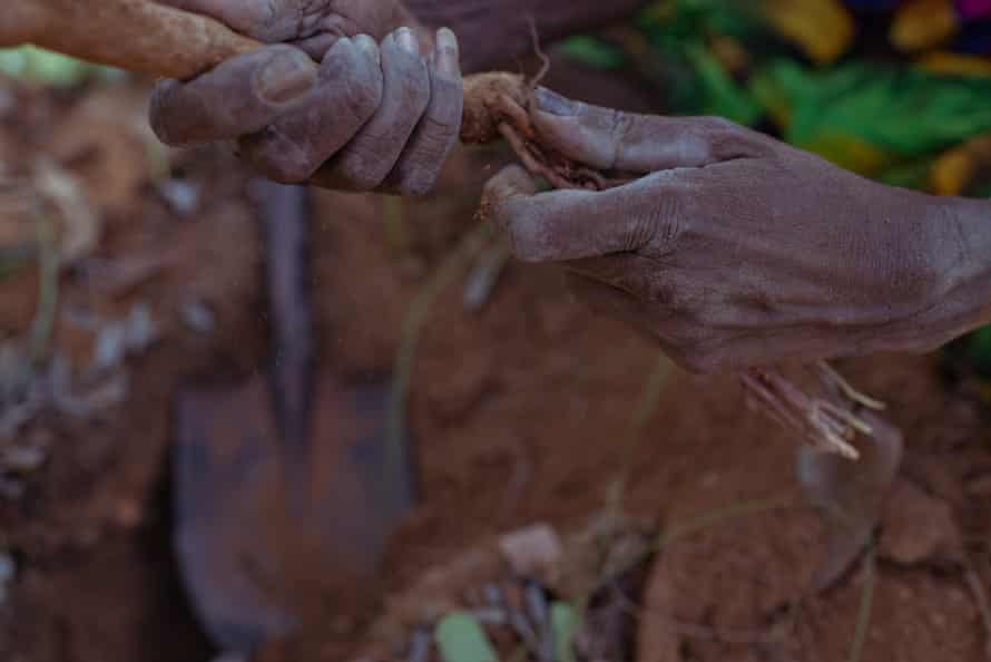 'Bringing the sun in': Bula'Bula's hardworking weavers dig color out of the red soil | native art Evonne digs up djundom root at Wulkabimirri
