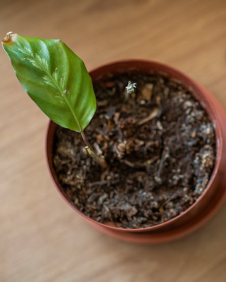 A rather sad looking plant with one leaf.