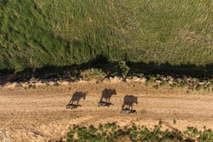 An aerial view of buffaloes walking on the shores of the Shatt al-Arab waterway north of Iraq’s southern city of Basra
