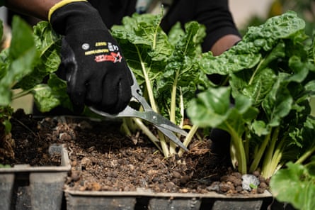 Nyambura Simiyu récolte des épinards dans son jardin à Rongai, Nairobi.