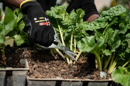 Nyambula Simiyu harvests spinach from her garden in Rongai, Nairobi.