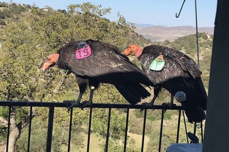 Two California condors each with a tracking number attached to its left wing, perch on a balcony railing