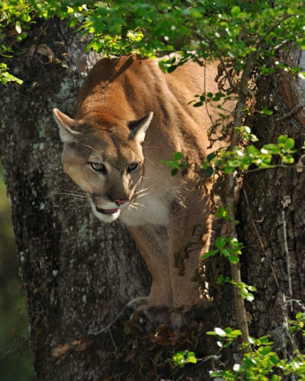 Environmentalists claim the project threatens the habitat of the Florida panther